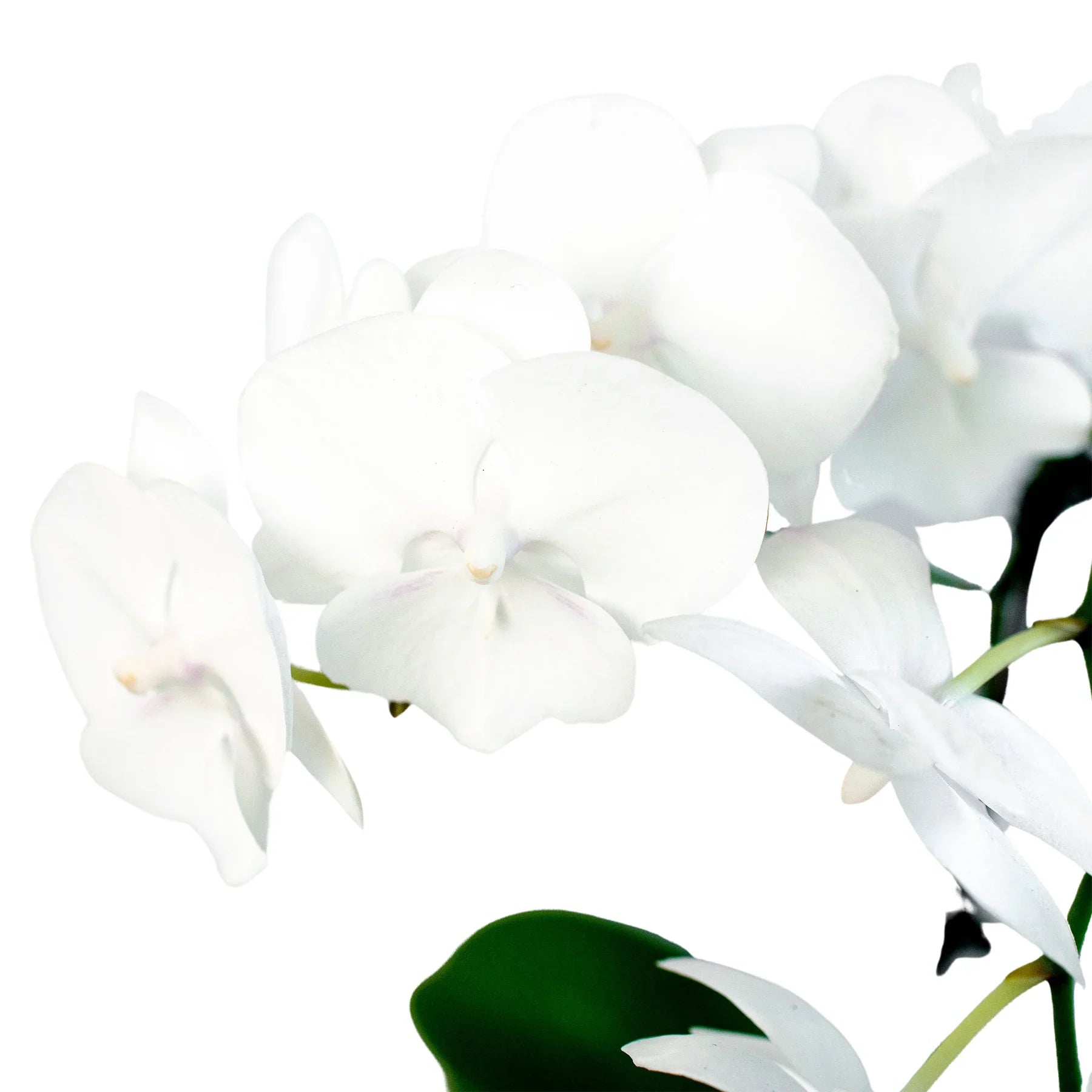 Orchid 'White Phalaenopsis' - Plantonio