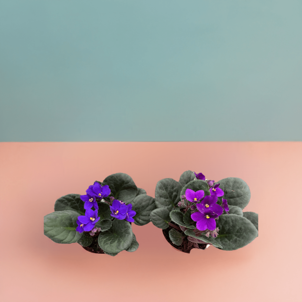 African Violet - Plantonio