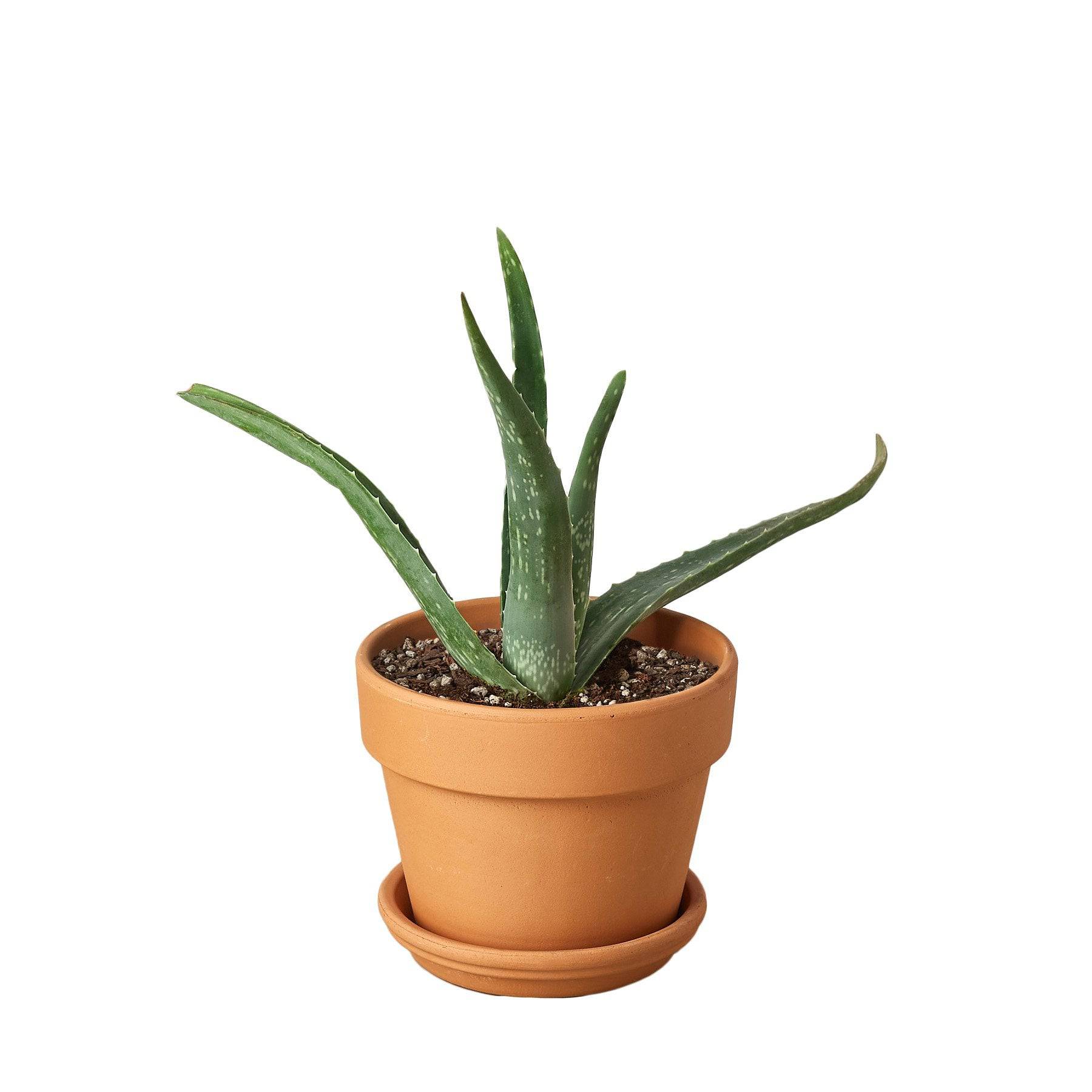 Aloe Vera - Plantonio