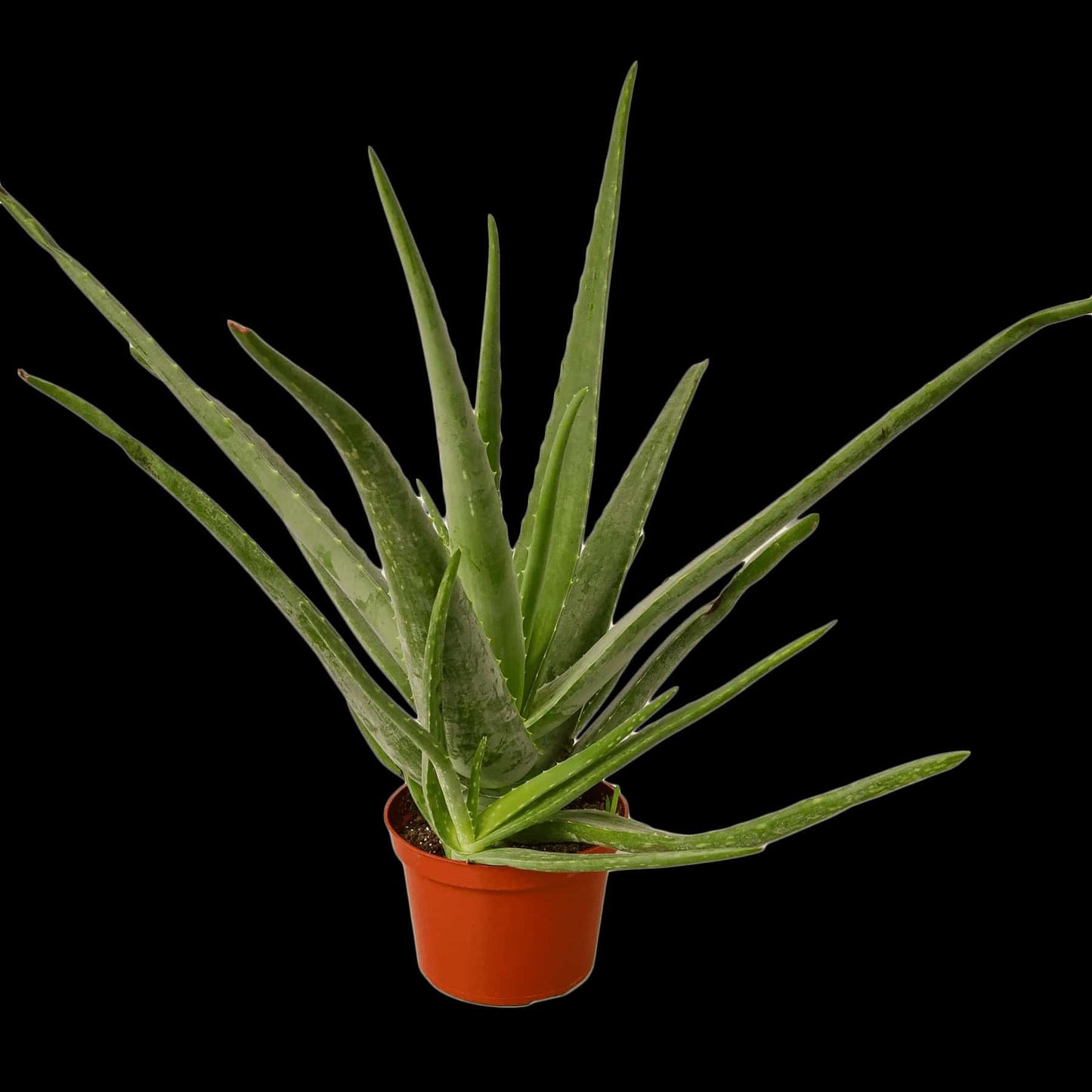 Aloe Vera - Plantonio