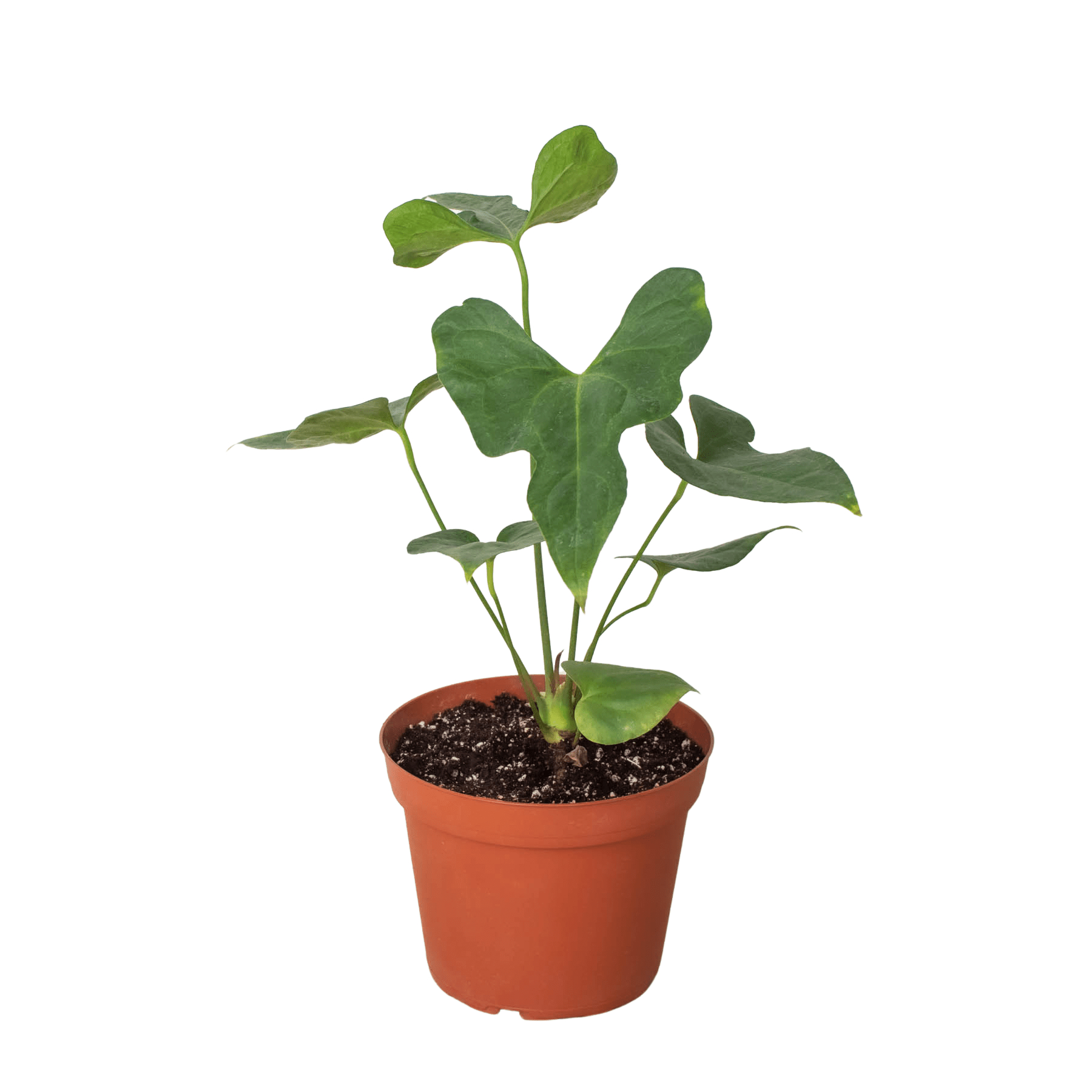 Anthurium 'Lacy Plant' - Plantonio