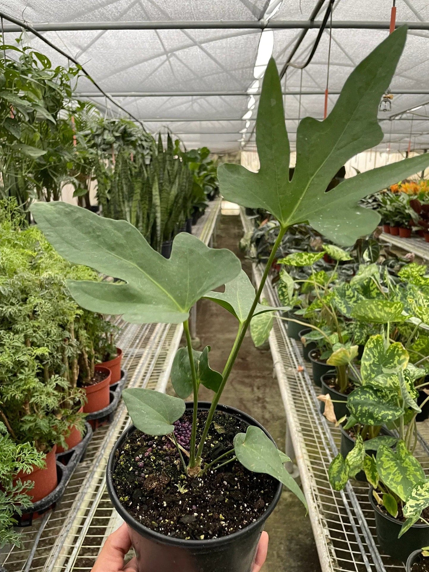 Anthurium 'Lacy Plant' - Plantonio