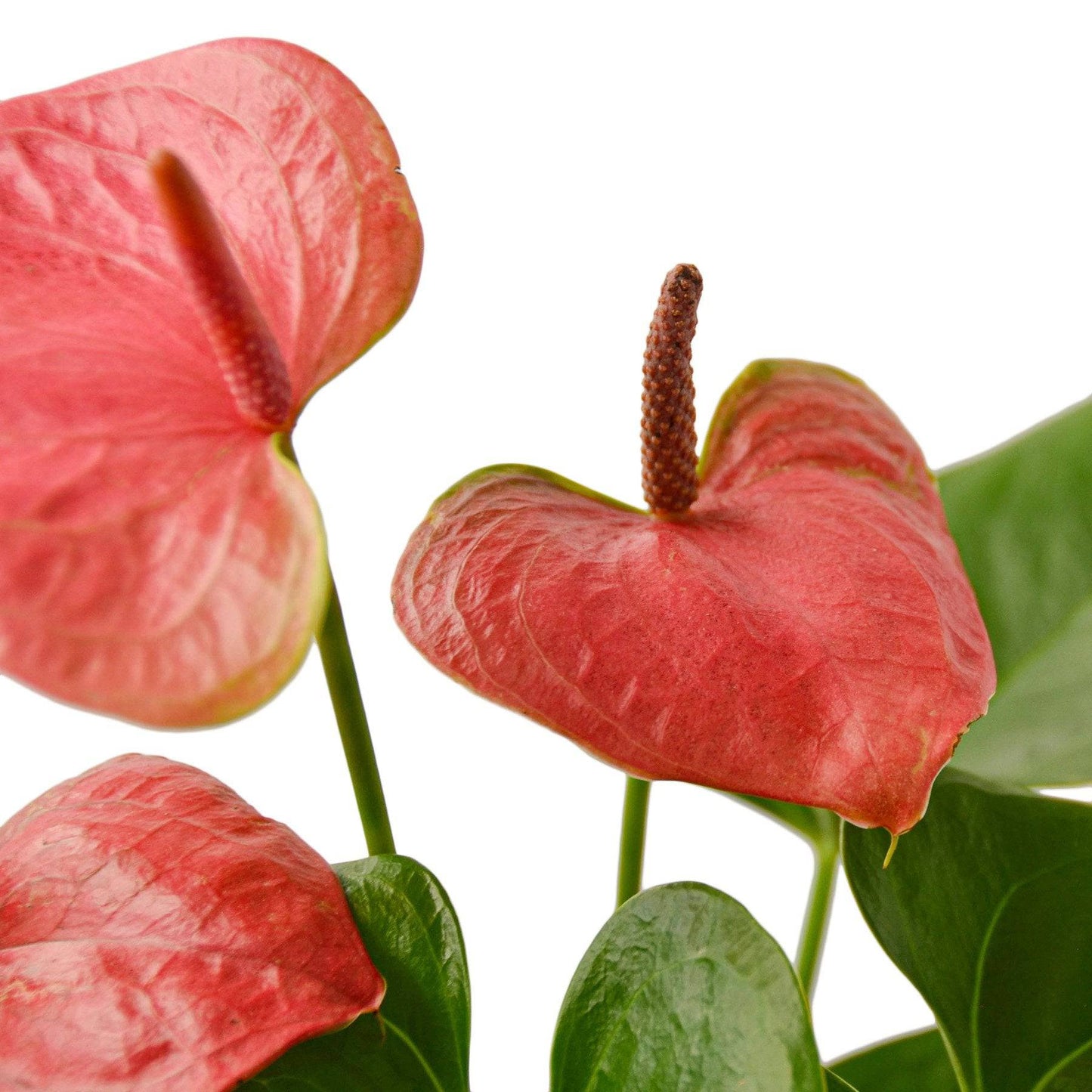 Anthurium 'Pink' - Plantonio