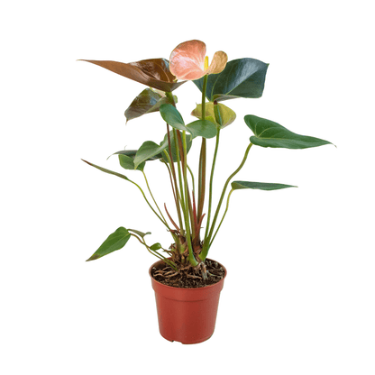 Anthurium Rainbow Champion - 4" Pot - Plantonio