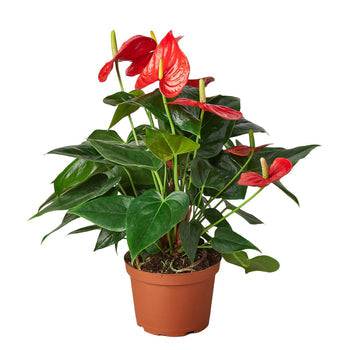Anthurium 'Red' - Plantonio
