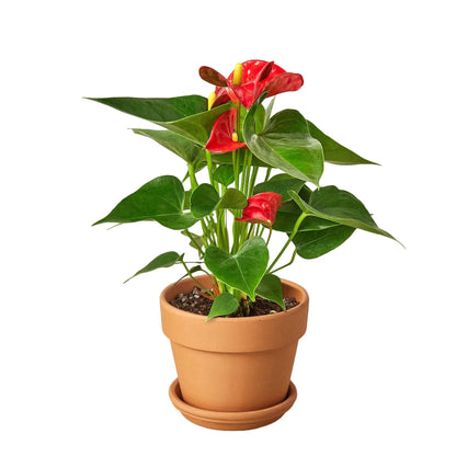 Anthurium 'Red' - Plantonio