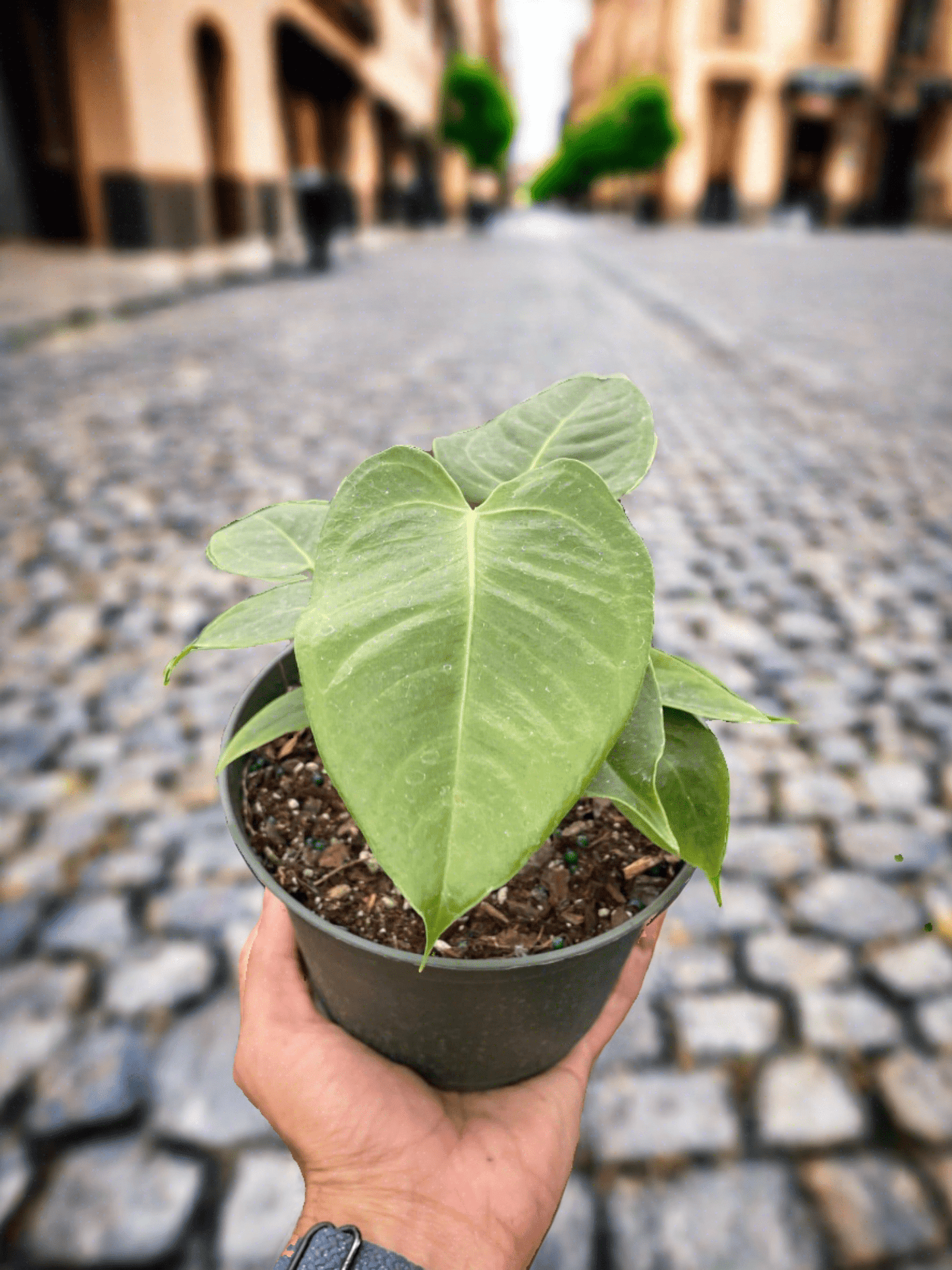 Anthurium 'Veitchii' - Plantonio