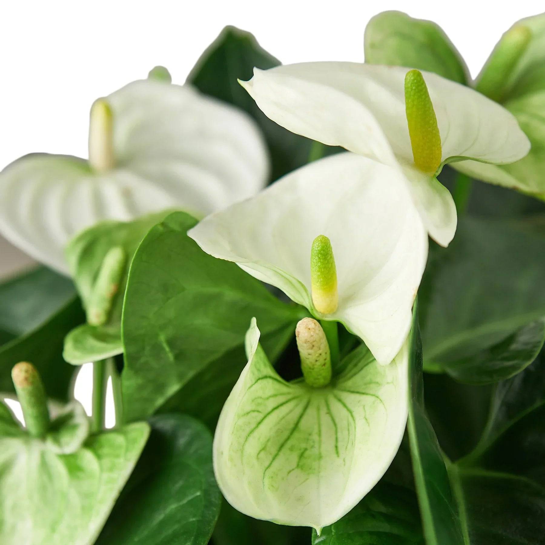Anthurium 'White' - Plantonio
