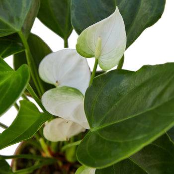 Anthurium 'White' - Plantonio