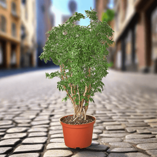 Aralia Ming Stump Plant - Plantonio