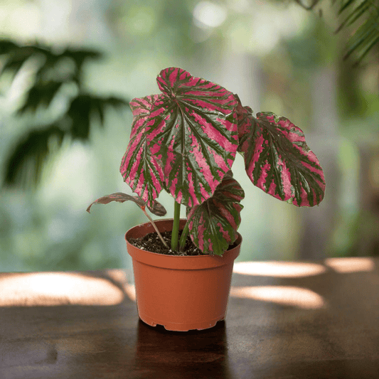 Begonia 'Exotica' - Plantonio