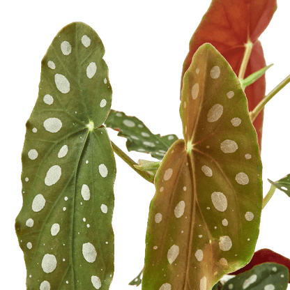 Begonia 'Maculata' - Plantonio