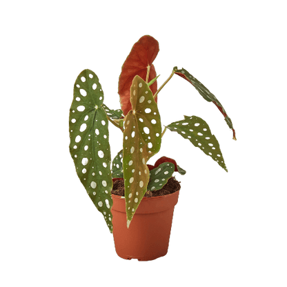 Begonia 'Maculata' - Plantonio