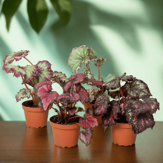 Begonia 'Rex' - 4 Pack Variety - Plantonio