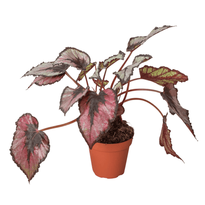 Begonia 'Rex' - 4" Pot - Plantonio