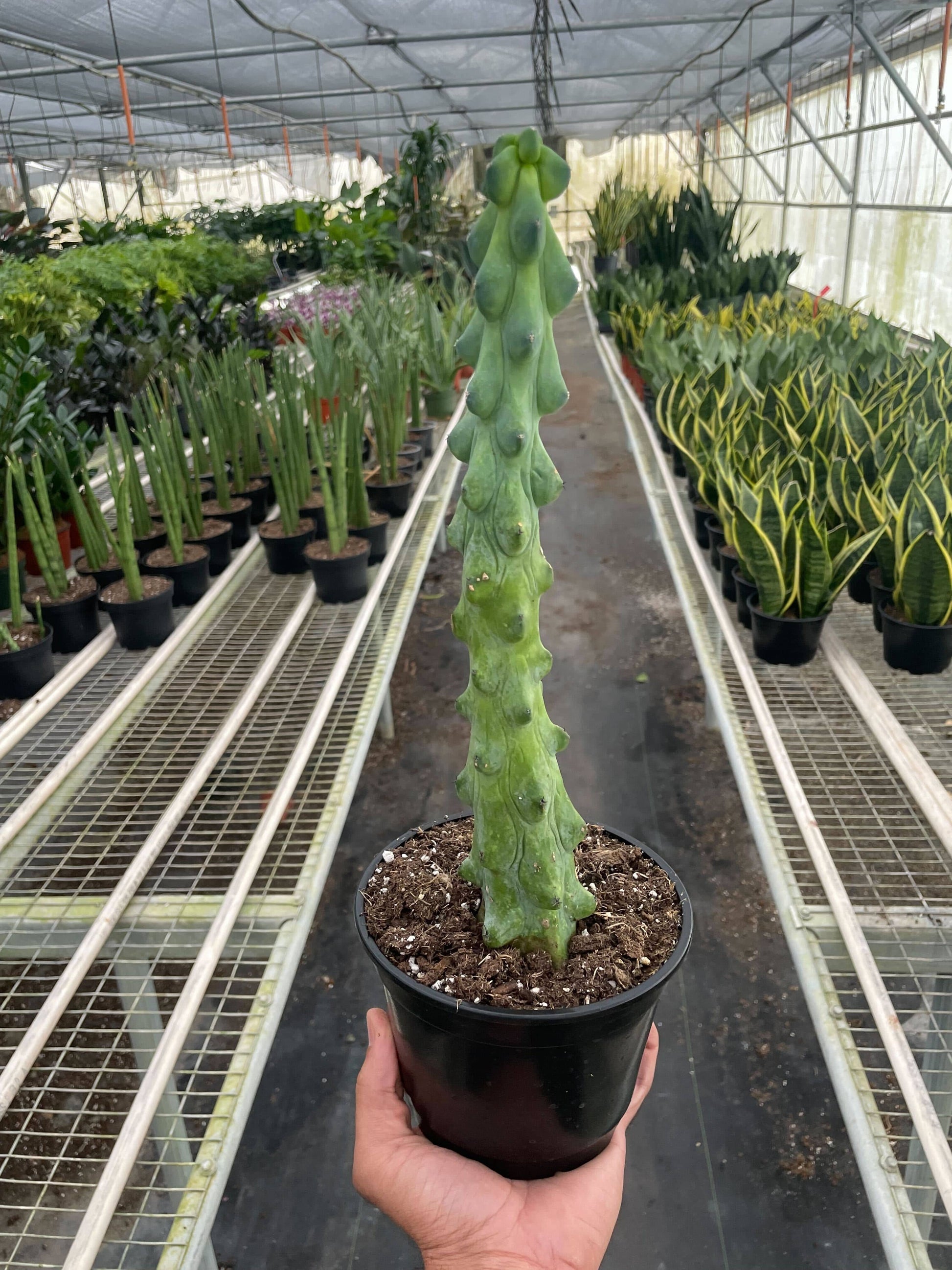 Boobie Cactus - Plantonio