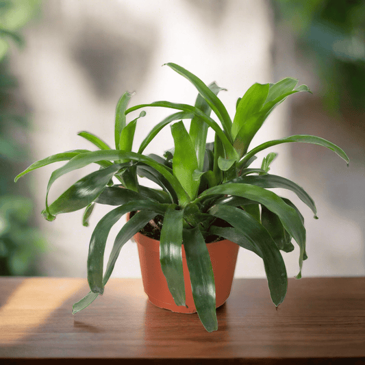 Bromeliad Bossanoa - 6" Pot - Plantonio