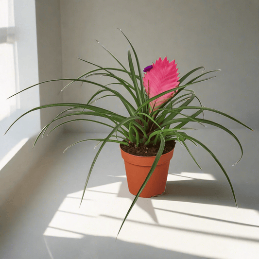 Bromeliad Cyanea 'Pink Quill' - Plantonio