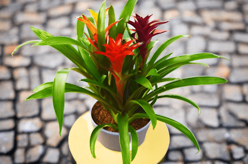 Bromeliad Guzmania 'Combo' - 8" Pot - Live House Plant - Plantonio