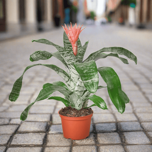 Bromeliad 'Silver Vase' - Plantonio