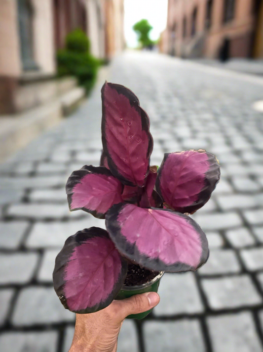 Calathea 'Purple Rose' - Plantonio