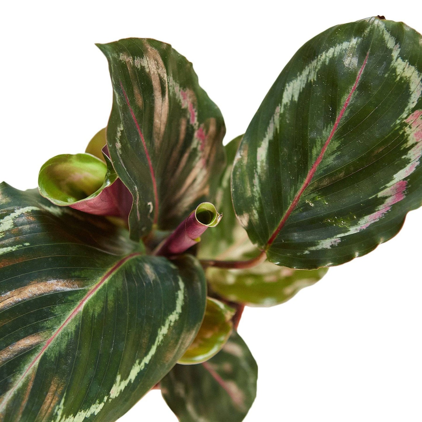 Calathea Roseopicta 'Medallion' - Plantonio