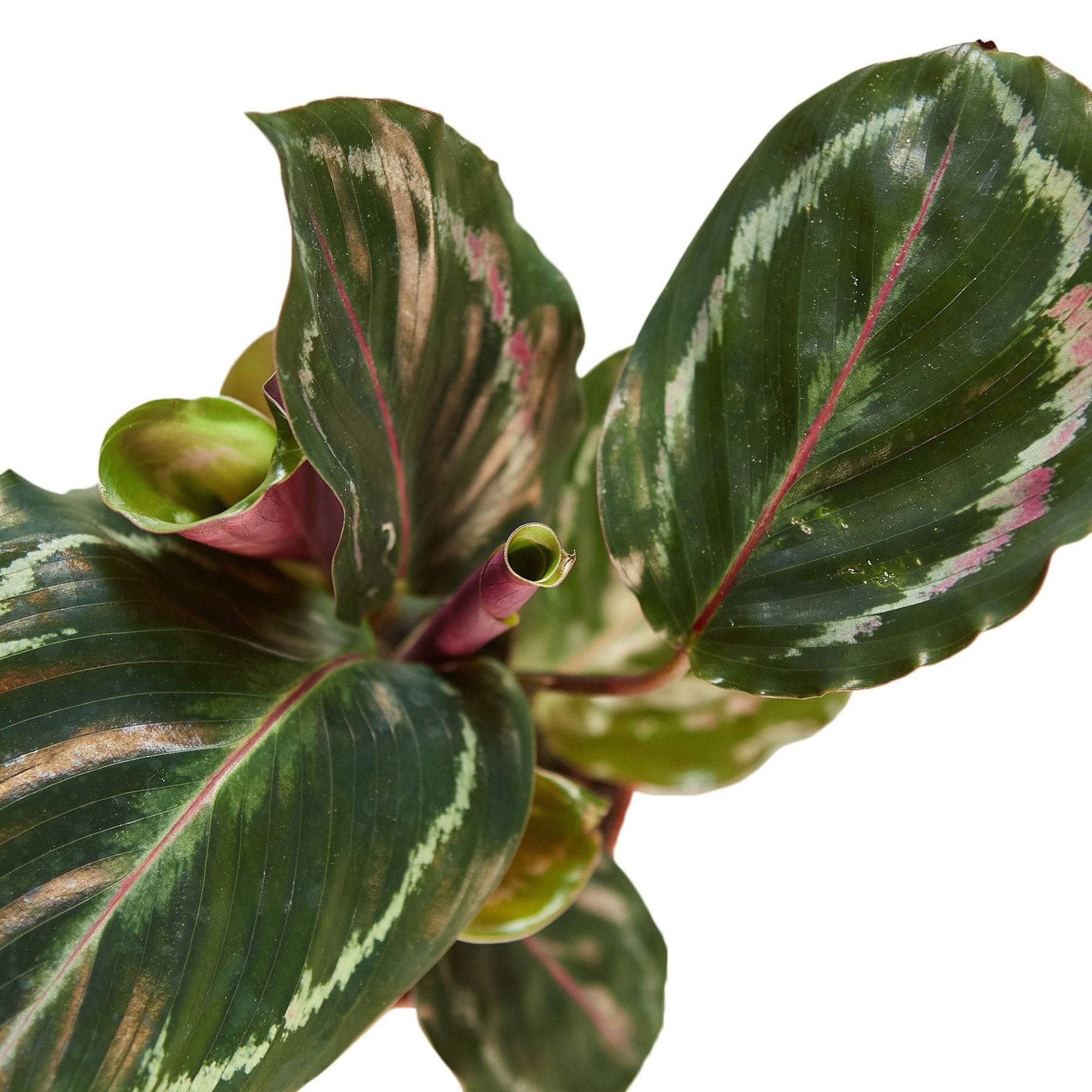 Calathea Roseopicta 'Medallion' - Plantonio