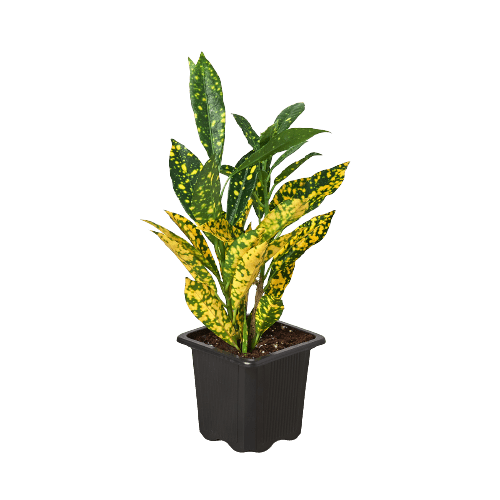 Croton 'Gold Dust' - Plantonio