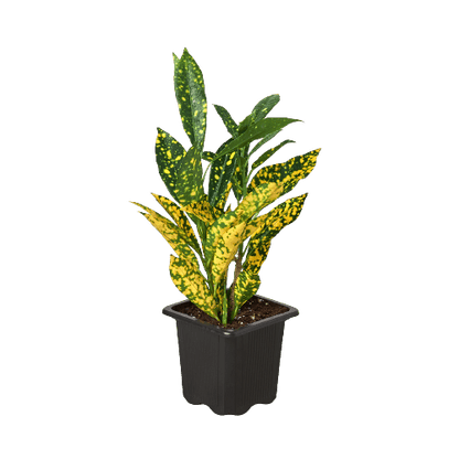 Croton 'Gold Dust' - Plantonio
