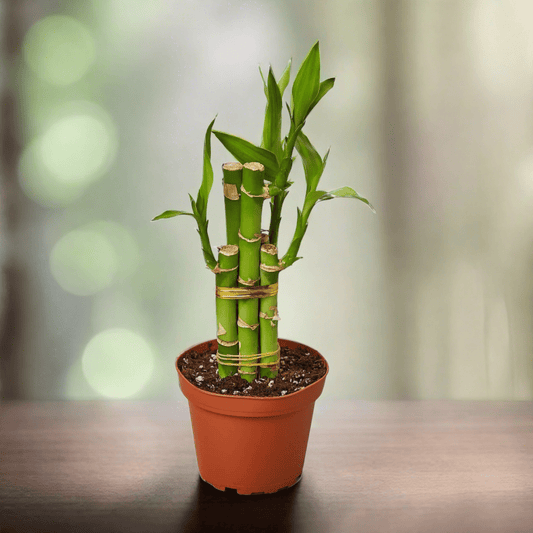 Dracaena 'Lucky Bamboo' - Plantonio