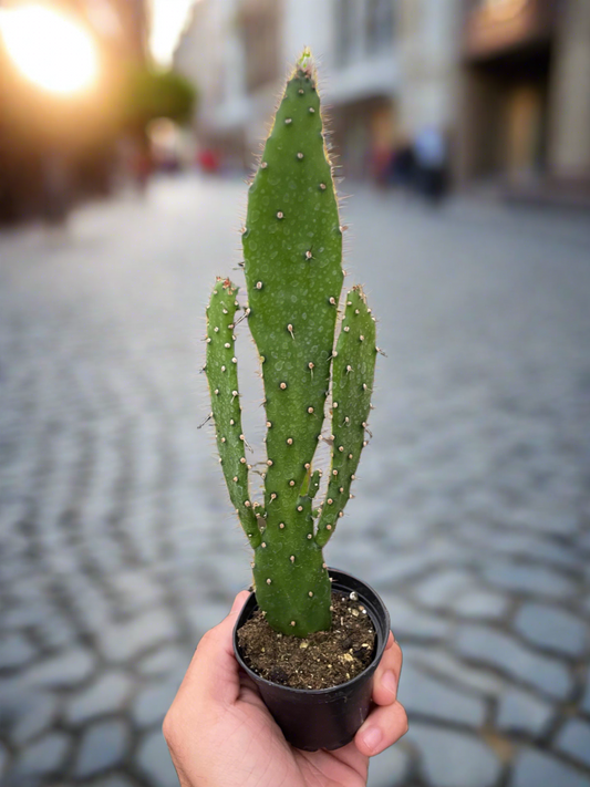 Drooping Prickly Pear Cactus - Plantonio