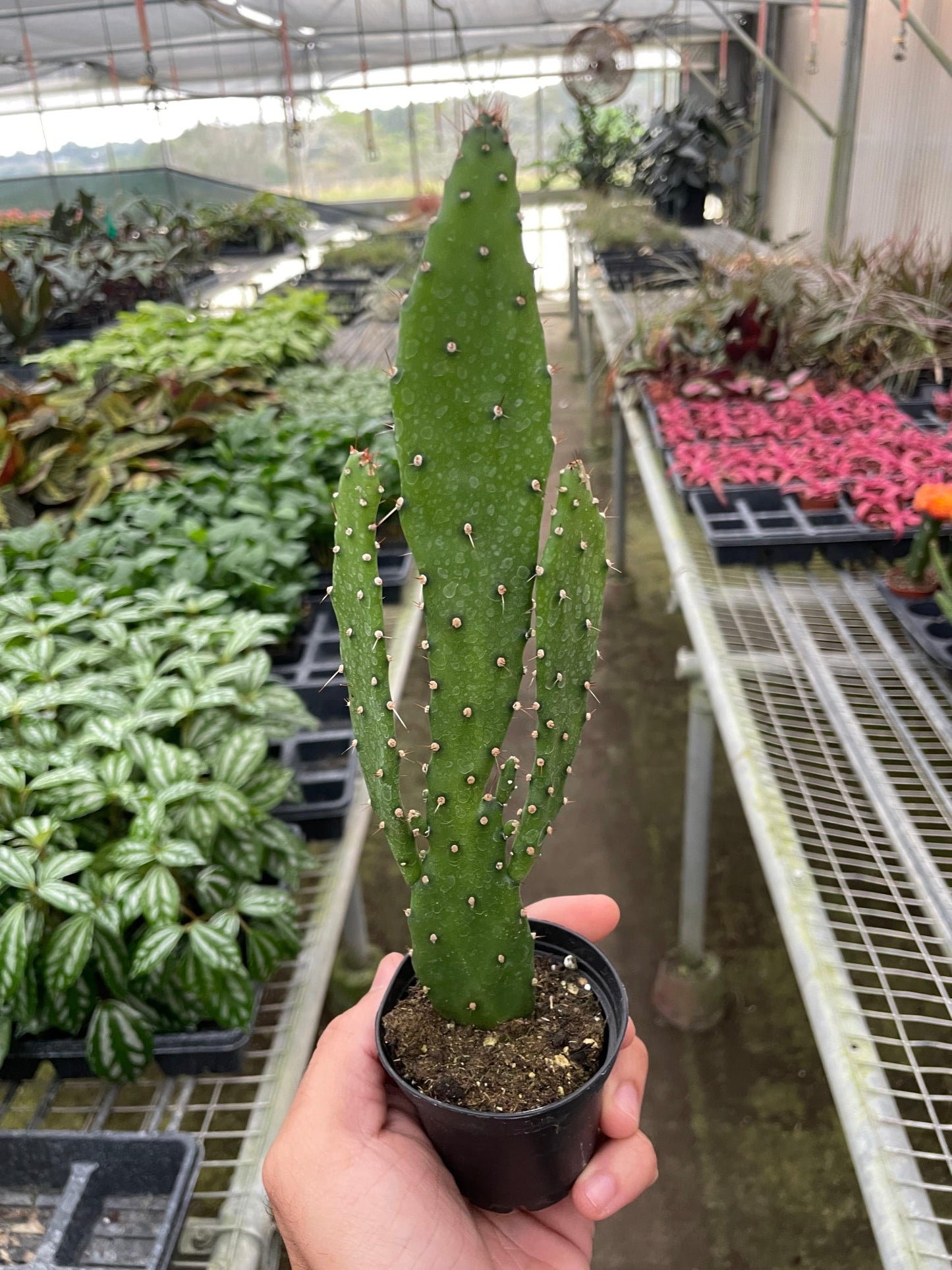 Drooping Prickly Pear Cactus - Plantonio