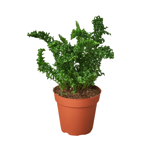 'Emina' Fern - 4" Pot - Plantonio