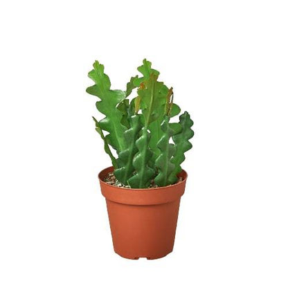 Epiphyllum 'Ric Rac' Cactus - Plantonio