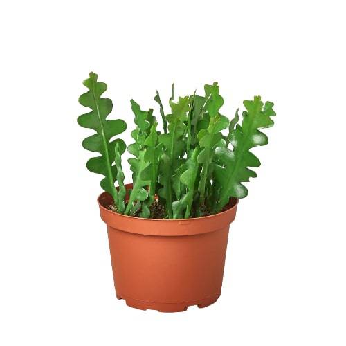 Epiphyllum 'Ric Rac' Cactus - Plantonio