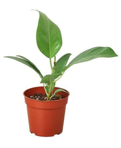 Ficus 'Audrey' - Plantonio
