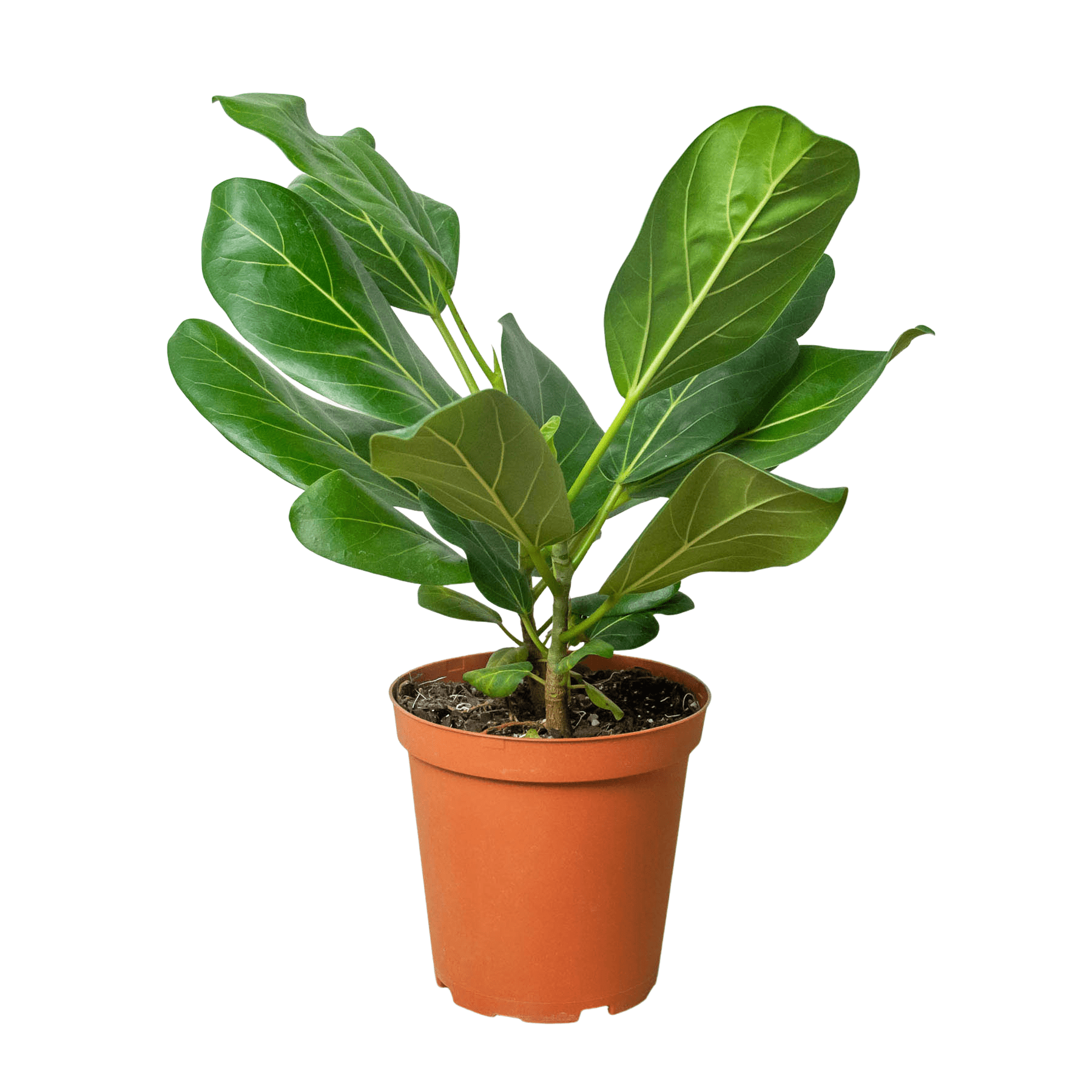 Ficus 'Audrey' - Plantonio