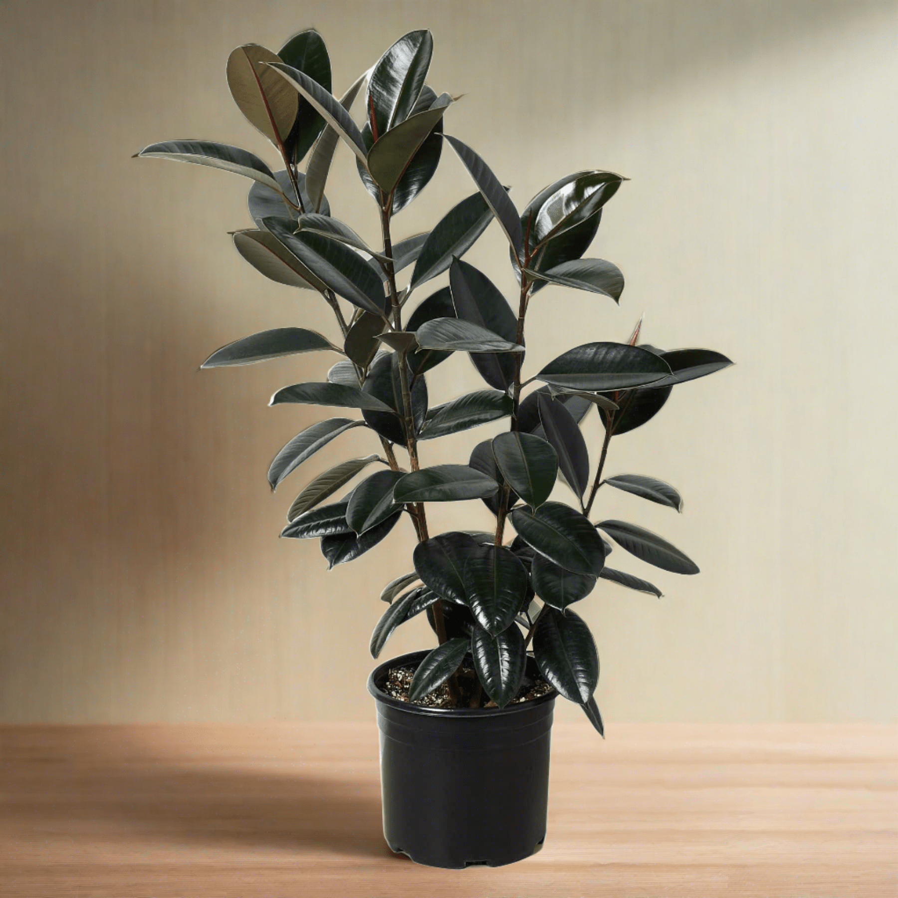 Ficus 'Burgundy' - In 10" Pot - Plantonio