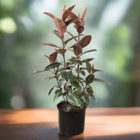 Ficus Elastica 'Ruby Pink' - 10" Pot - Plantonio