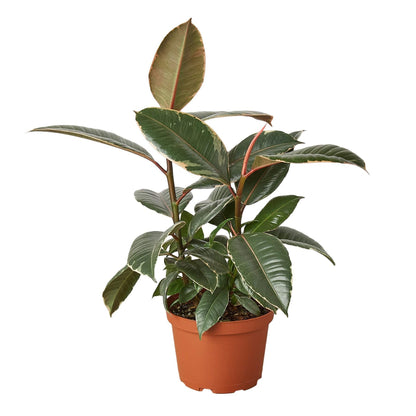 Ficus Elastica 'Tineke' - Plantonio