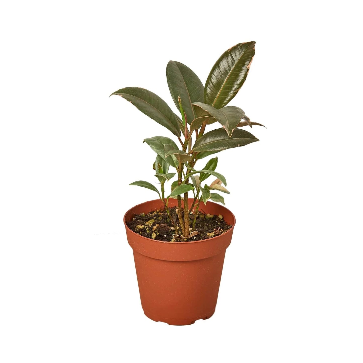 Ficus Elastica 'Tineke' - Plantonio