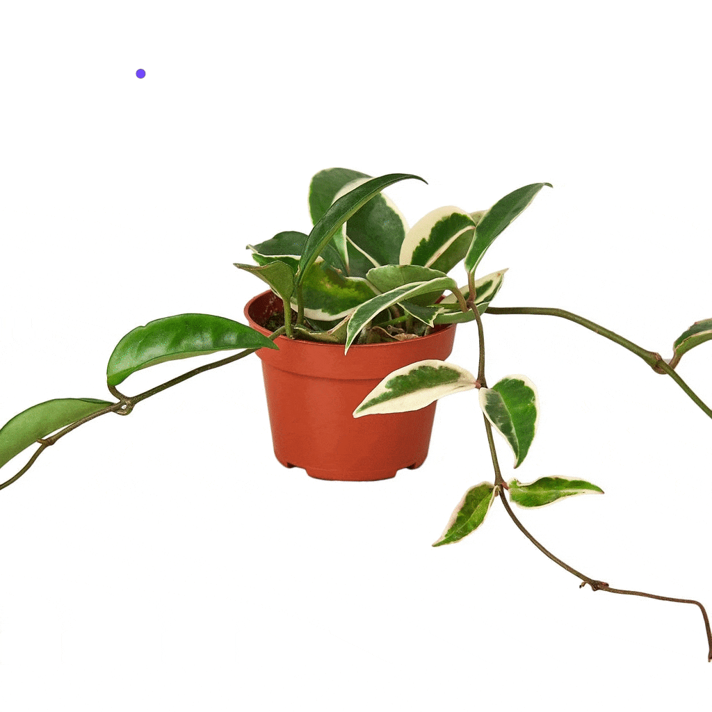 Hoya Carnosa 'Tricolor' - Plantonio