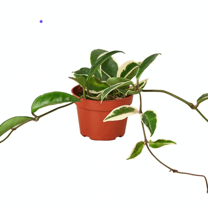 Hoya Carnosa 'Tricolor' - Plantonio