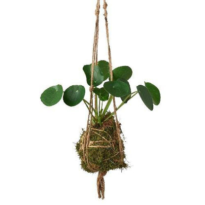Kokedama Moss Ball Hanging Plant - Plantonio