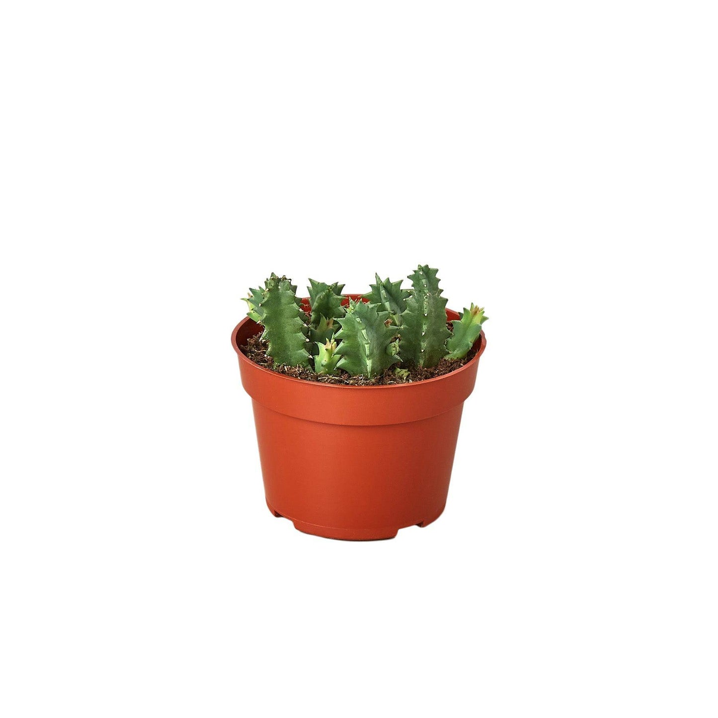 Lifesaver Cactus - Plantonio