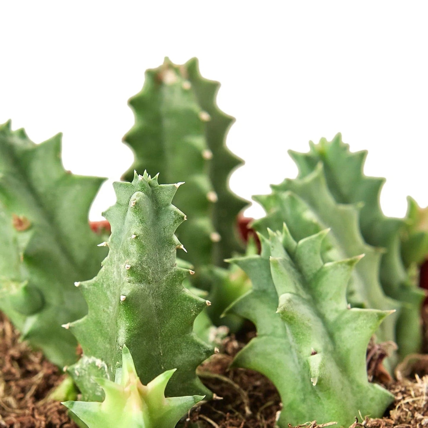 Lifesaver Cactus - Plantonio