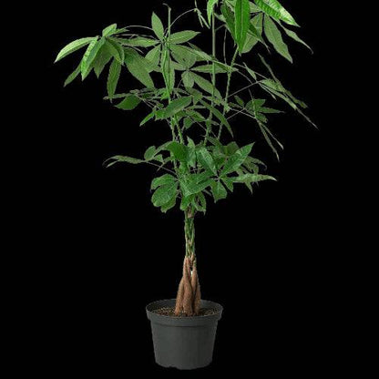 Money Tree 'Guiana Chestnut' Pachira Braid - Plantonio