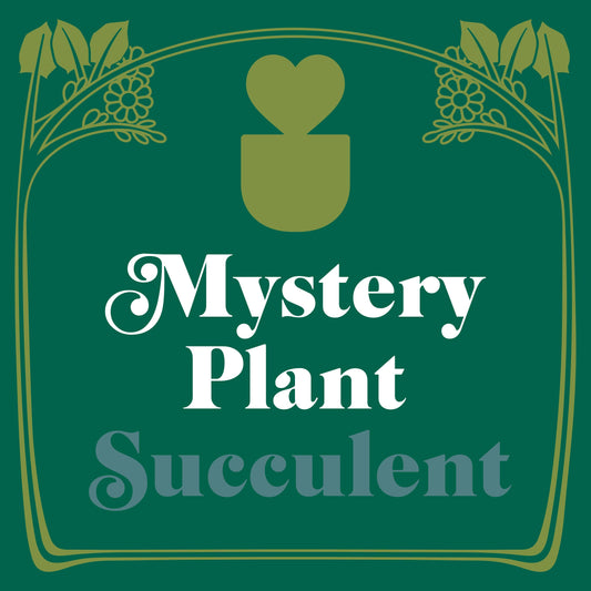 Mystery Succulent House Plant - Plantonio