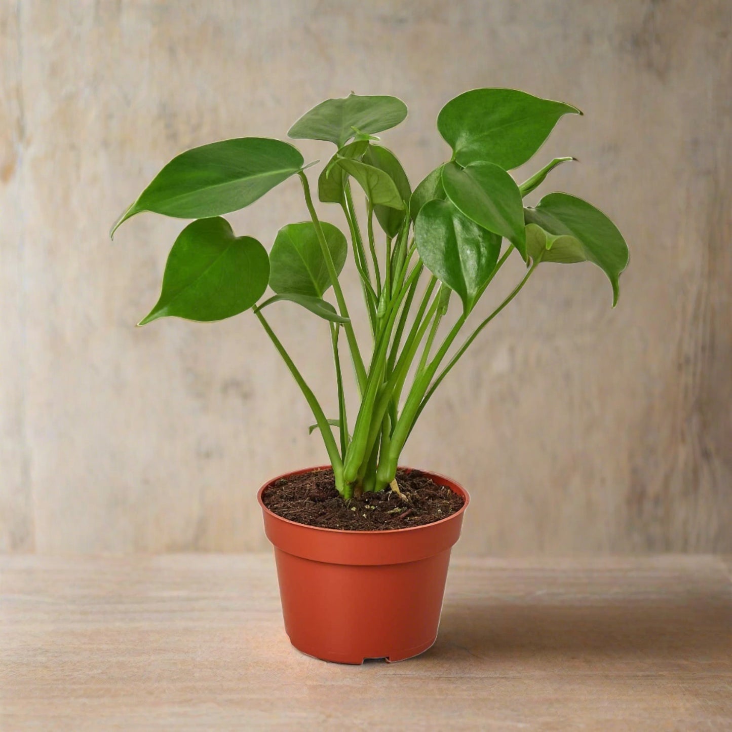 New Plant Parent Bundle - Plantonio