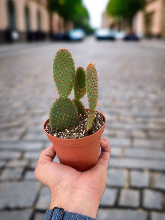 Opuntia 'Microdasys' (Bunny Ear Cactus) - Plantonio